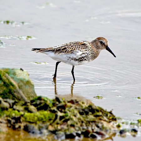 Dunlin
