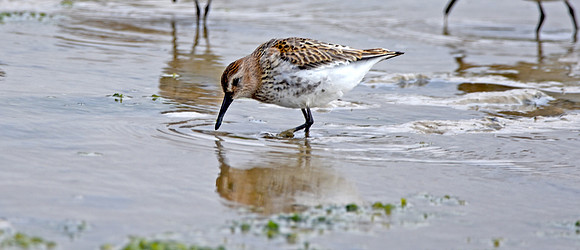 Dunlin