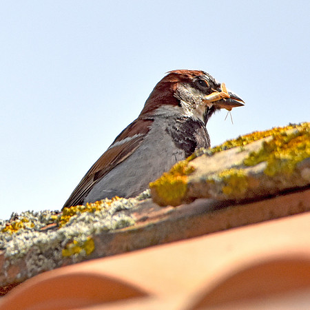Tree sparrow