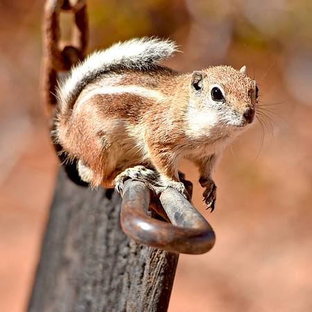 Antelope Ground squirrel