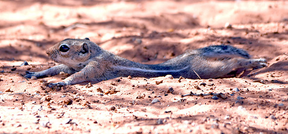 Antelope Ground squirrel