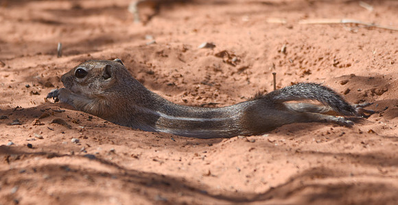 Antelope Ground squirrel