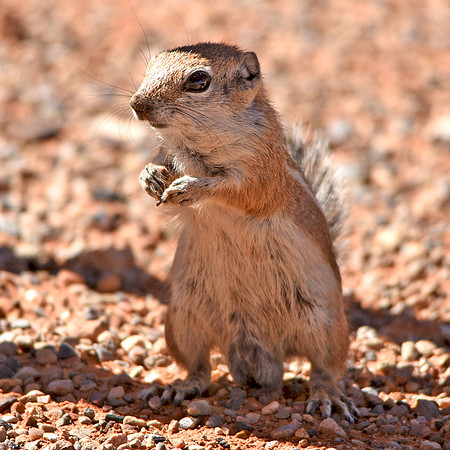 Antelope Ground squirrel