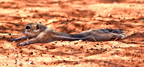 Antelope Ground squirrel