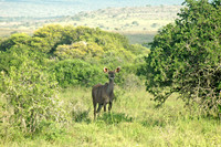 Kudu, female