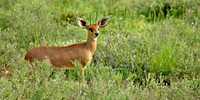 Oribi, South Africa