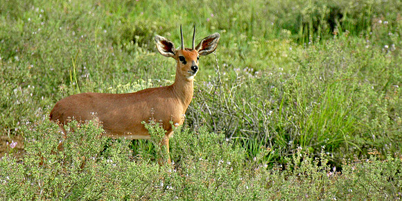 Oribi, South Africa