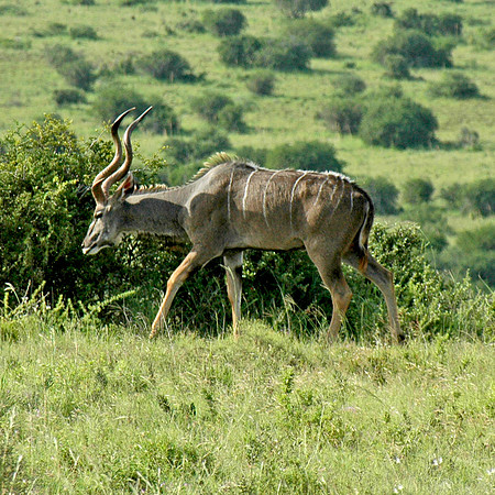 Nyala, South Africa