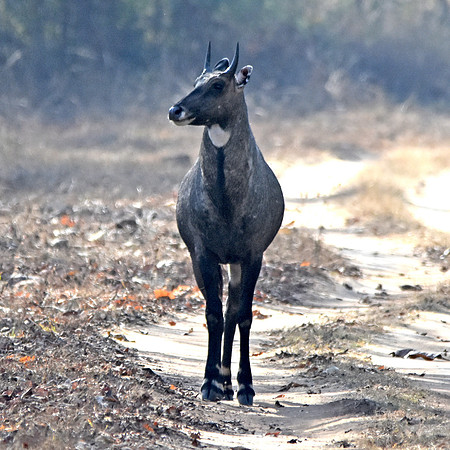 Blue bull antelope