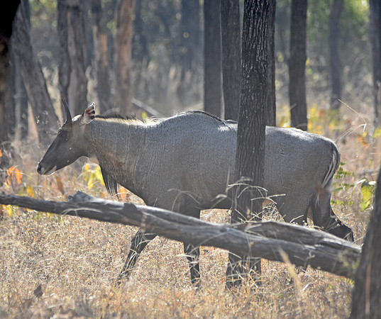 Blue bull antelope