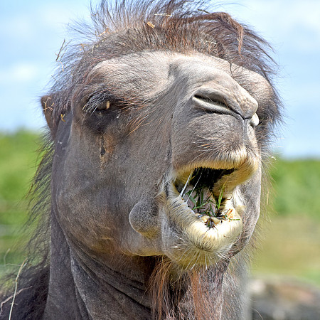 Bactrian camel