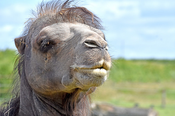 Bactrian camel