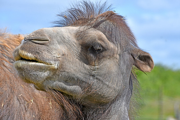 Bactrian camel