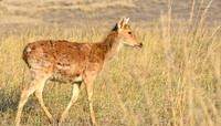 Barasingha, India