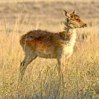 Barasingha, India