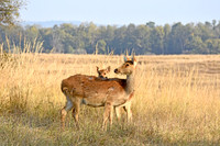Barasingha, India