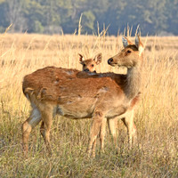 Barasingha, India