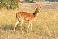 Barasingha, India