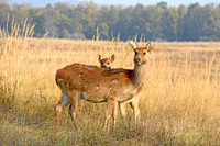 Barasingha, India