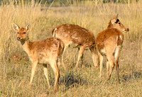 Barasingha, India