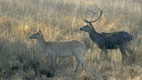 Barasingha, India