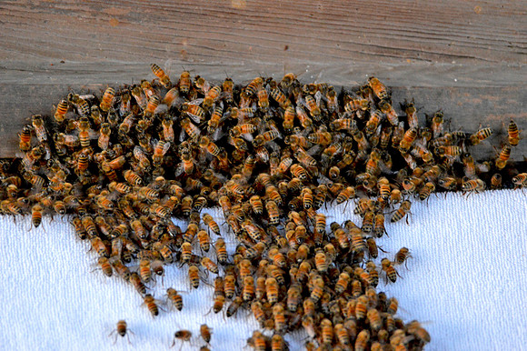 Honey bees