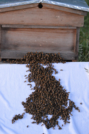 Honey bees