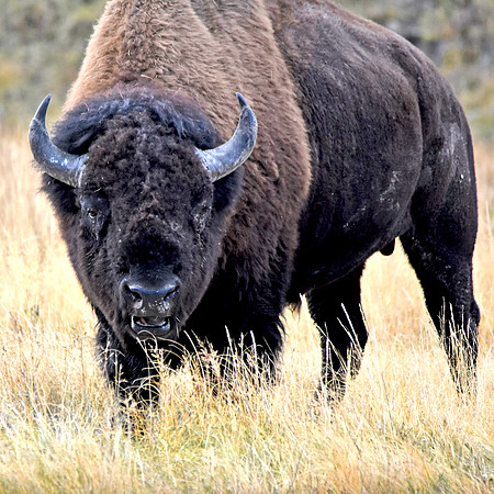 American bison