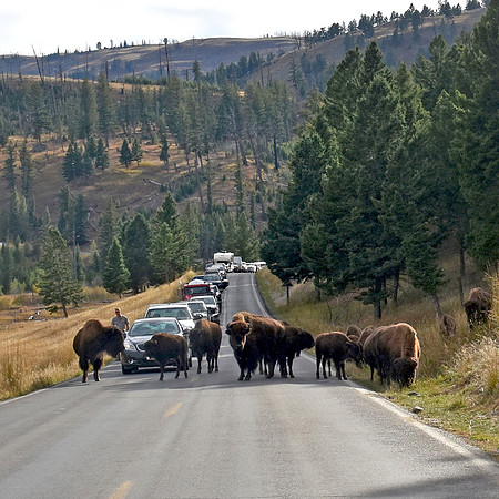 American bison traffic jam
