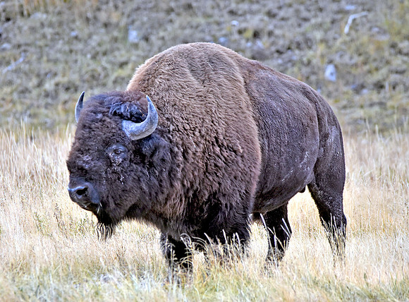 American bison