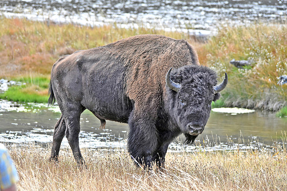 American bison