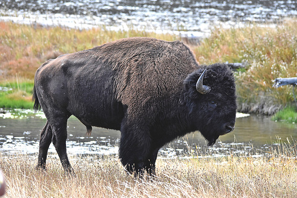 American bison