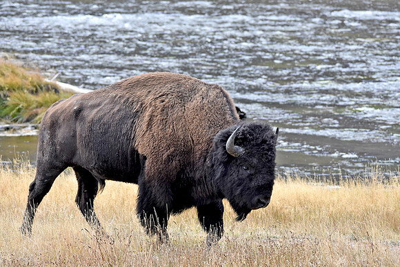 American bison