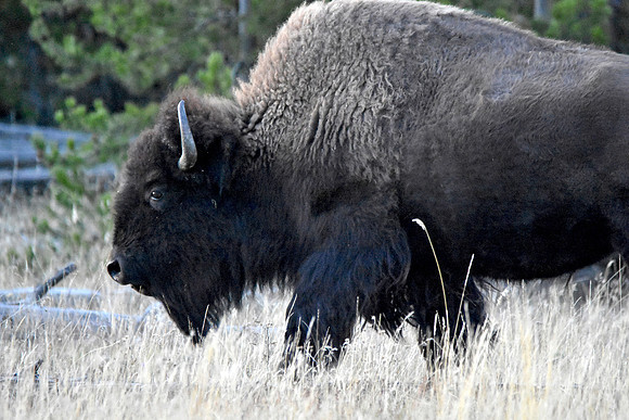 American bison