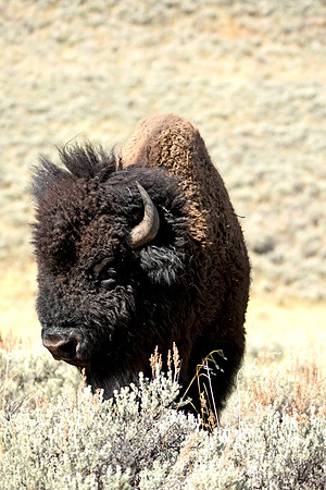 American bison