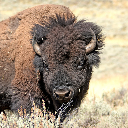 American bison