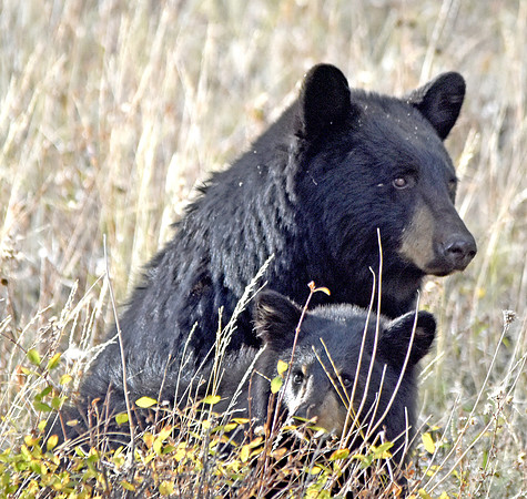 American black bear