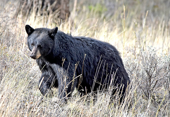 American black bear