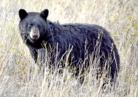 American black bear