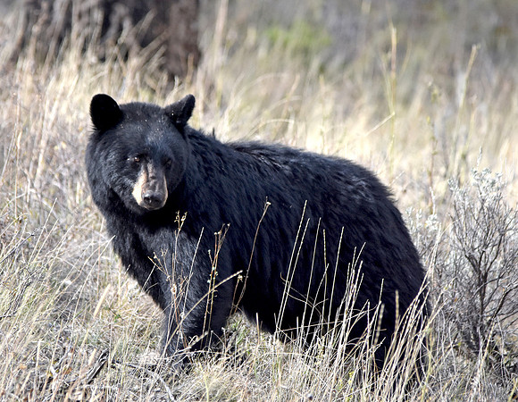 American black bear