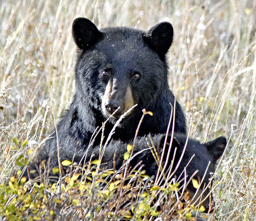 American black bear