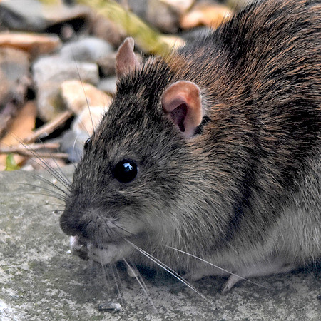 Brown rat