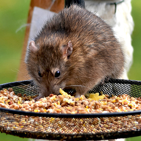 Brown rat