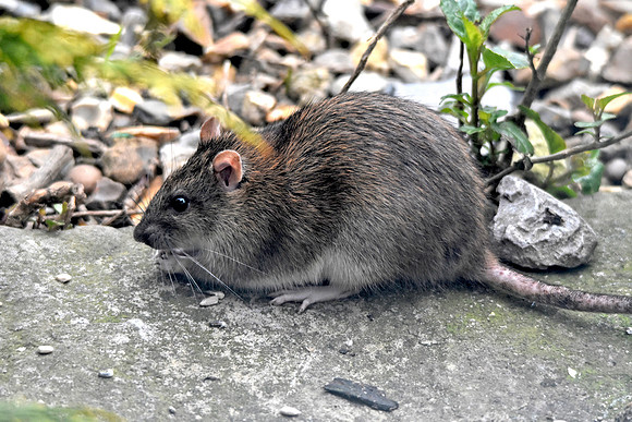 Brown rat