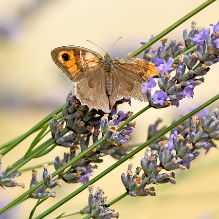 Gatekeeper butterfly