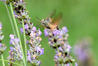Hummingbird hawk moth