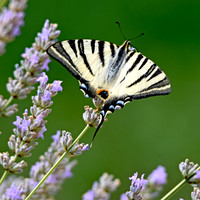 Scarce swallowtail butterfly