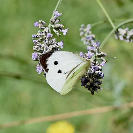 Large white butterfly