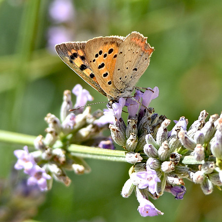 Small copper butterfly