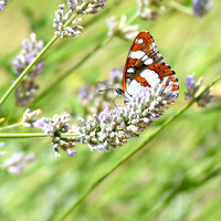 White admiral butterfly